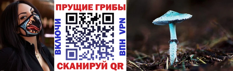 Псилоцибиновые грибы Cubensis Краснозаводск